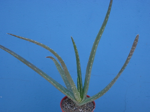 aloe vera 2 lata